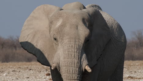 Primer-Plano-Del-Elefante-Africano-De-Monte-Bajo-La-Luz-Del-Sol