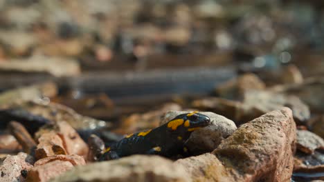 ognista salamandra z bliska, czarna, żółta, europejska salamandra.