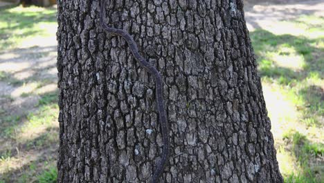 Dies-Ist-Ein-Standbild-Einer-Westlichen-Rattenschlange,-Pantherophis-Obsoletus,-Die-Auf-Einen-Baum-Klettert.