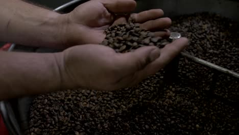 coffee-beans-scooped-from-roaster-and-tossed-in-hands,-slow-motion