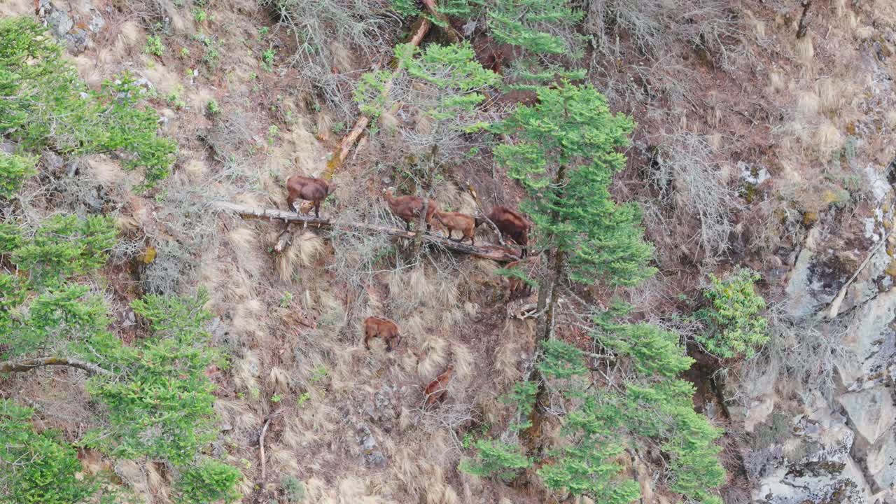 A Himalayan goat roams freely across the rocky landscape, adapted to the steep, cold terrain of Nepal’s alpine regions, often seen along trekking routes like Everest Base Camp.
