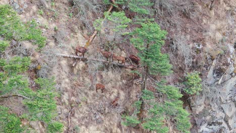a himalayan goat roams freely across the rocky landscape, adapted to the steep, cold terrain of nepal’s alpine regions, often seen along trekking routes like everest base camp.