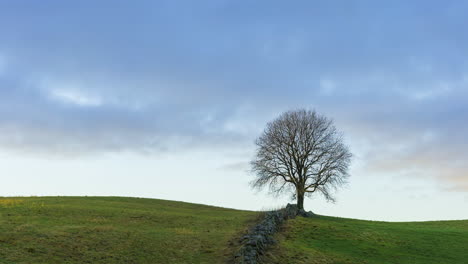 time lapse of clouds moving, sky clearing up over a lonely leafless tree on green meadows