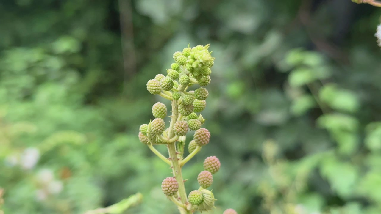 Detailed macro of Mimosa diplotricha bud cluster, showcasing spherical green and pink flower heads preparing to bloom amidst lush green foliage.