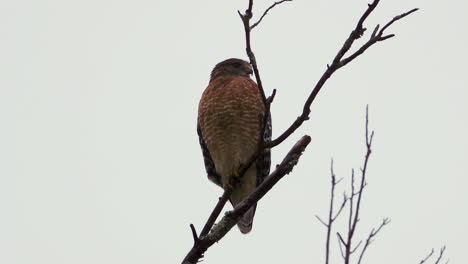 Red-shouldered-hawk-perched-on-a-large,-barren-branch-in-the-pouring-rain