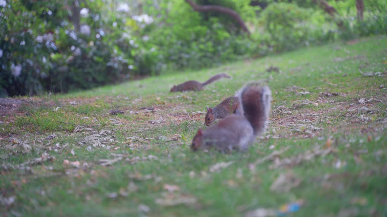 toma manual estática de ardillas grises orientales en busca de comida en los jardines botánicos de sheffield, inglaterra