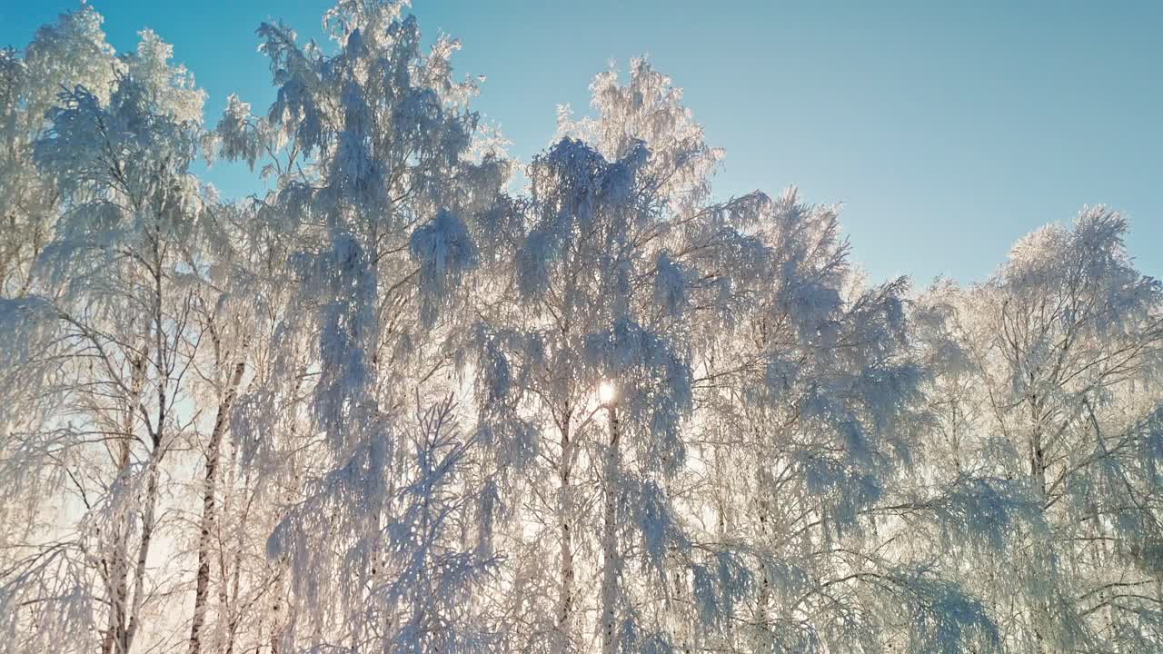 Vintertræer i solen
