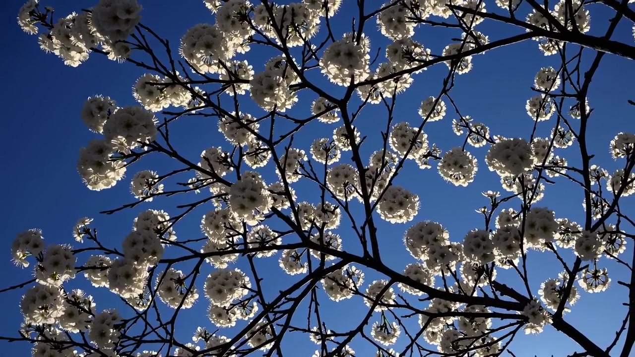 Fiori di ciliegio in controluce che ondeggiano dolcemente contro un cielo azzurro limpido