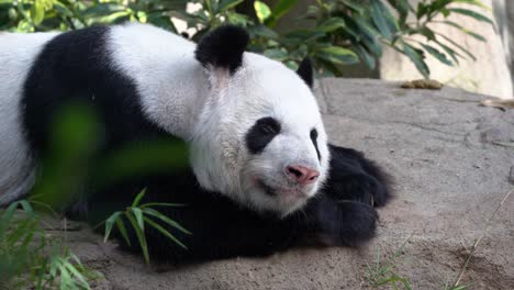 lindas expresiones faciales de un adorable panda perezoso
