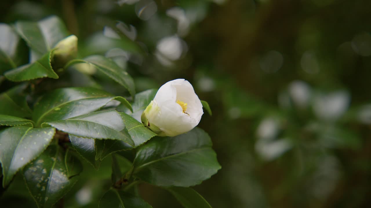 Close-up of a blooming camellia with a bee collecting nectar. The delicate petals and slow motion capture highlight the beauty of nature in stunning 4K.