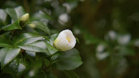 close-up of a blooming camellia with a bee collecting nectar. the delicate petals and slow motion capture highlight the beauty of nature in stunning 4k.