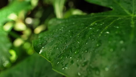 Handheld-shot-of-lush-jungle-leaf-dripping-with-water