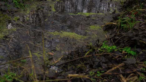 Lapso-De-Tiempo-De-Agua-De-Color-Verde-Oscuro-Que-Fluye-A-Través-De-Un-Arroyo-En-Un-Bosque-Oscuro-Al-Atardecer