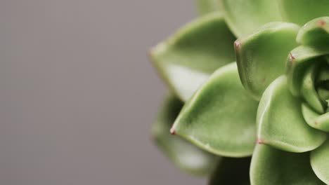 Micro-video-of-close-up-of-green-cactus-plant-with-copy-space-on-grey-background