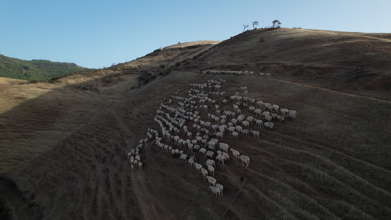 낮 동안 그늘진 언덕에 있는 큰 양 떼의 공중 전망