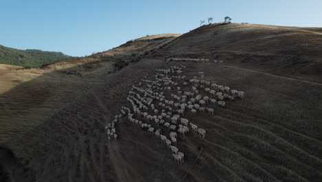 aerial view of a large flock of sheep on a hillside in the shade during the day