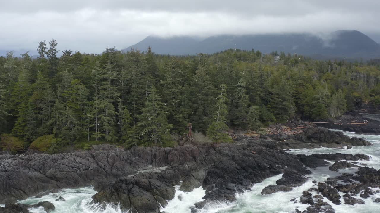 Uccelli marini in volo verso la fitta foresta con onde che si infrangono sulla costa rocciosa di Tofino, nella Columbia Britannica, Canada