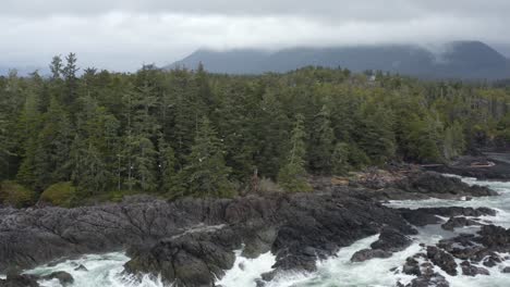 Aves-Marinas-Volando-Hacia-El-Denso-Bosque-Con-Olas-Rompiendo-En-La-Costa-Rocosa-De-Tofino-En-Columbia-Británica,-Canadá