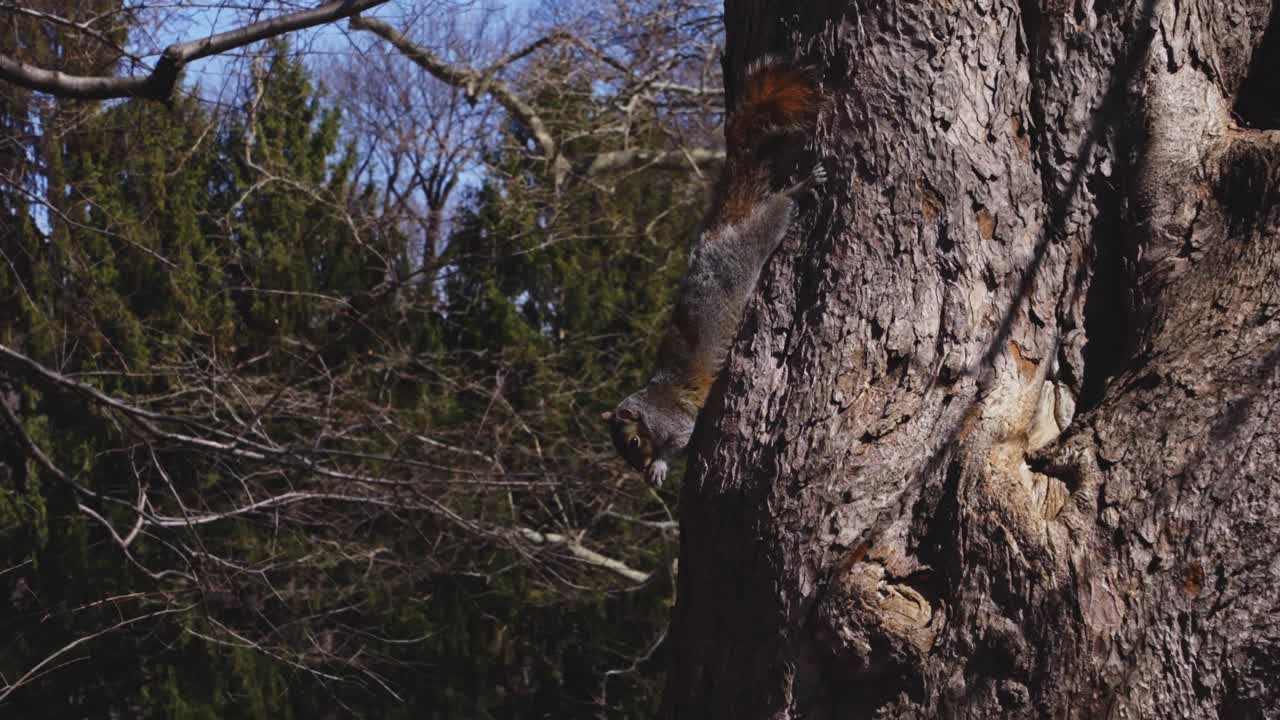 A squirrel clings headfirst to a large tree trunk, surrounded by forest trees and branches in a natural woodland setting