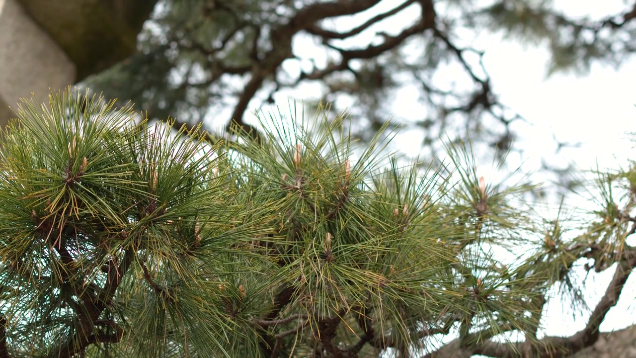 Detailed close up shot of green pine needles and branches under bright natural daylight