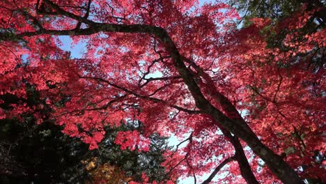 autumn japanese red maple tree