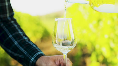 vertiendo vino blanco en un vaso en un fondo de viña