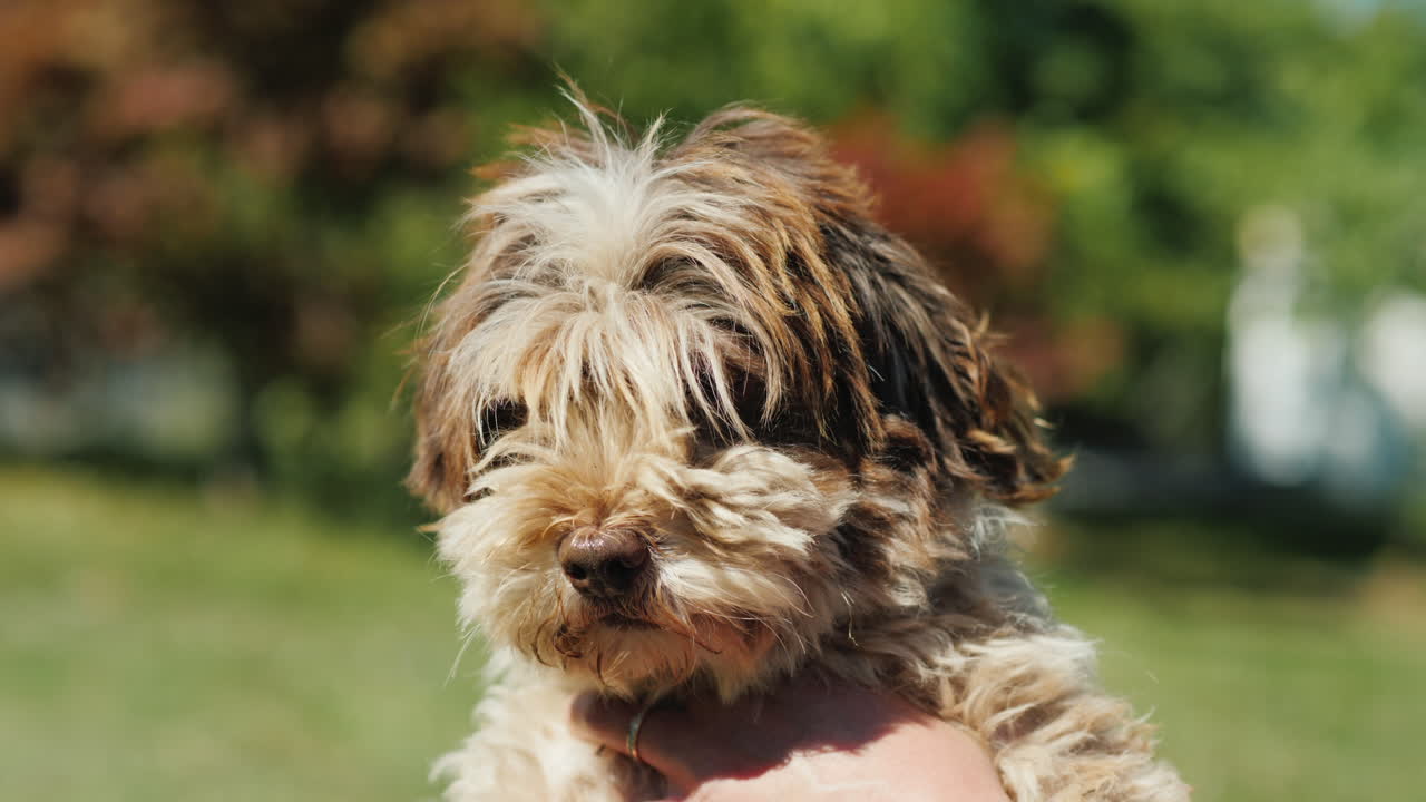 푹신한 havanese 강아지의 초상화