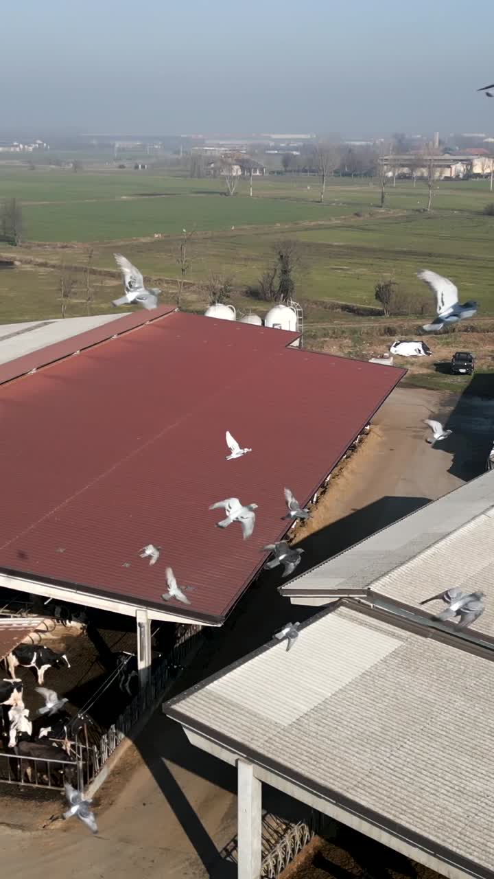 Dairy Farm with Cows in Barn