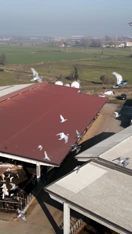 dairy farm with cows in barn