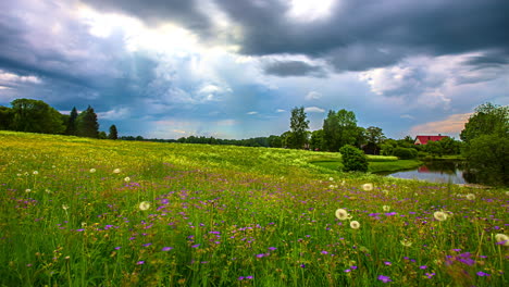 Time-lapse-shot-of-dramatic-sky-with-flying-clouds-over-scenic-flowerbed-beside-river-in-nature