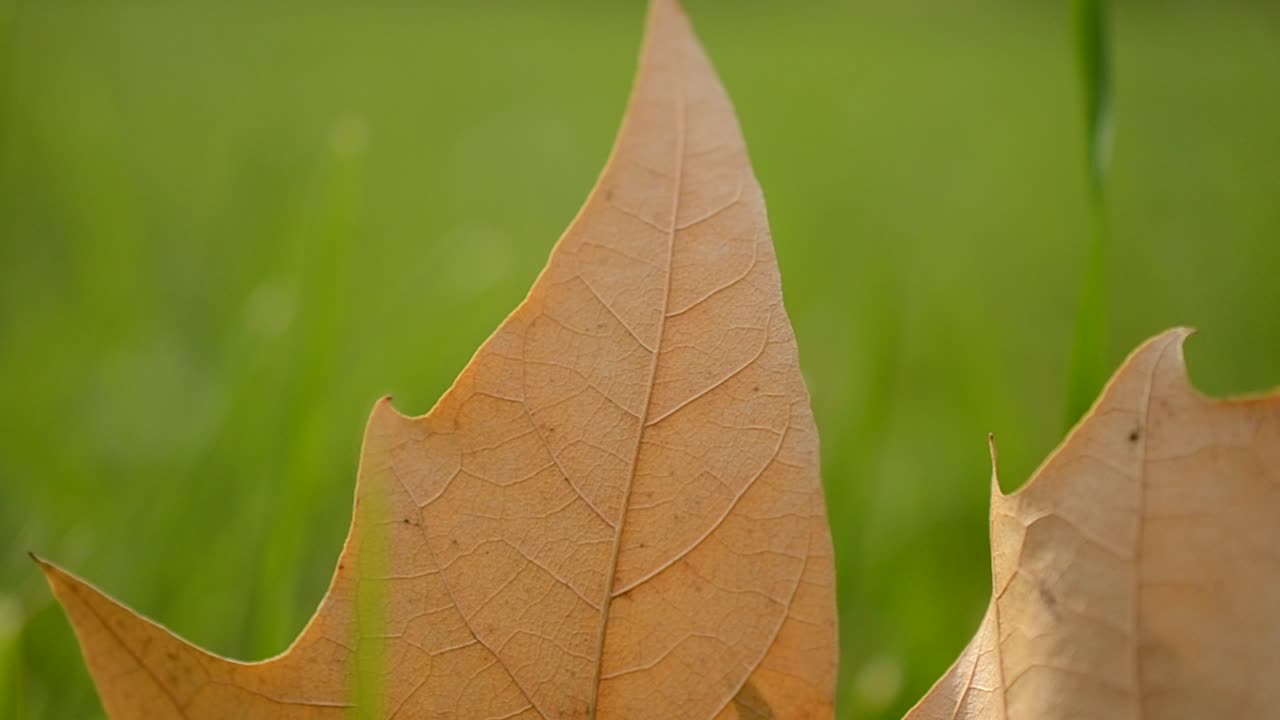 Autumn leaf on green grass, macro closeup