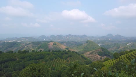 footage of green tea leaves on a tea plantation on a sunny day