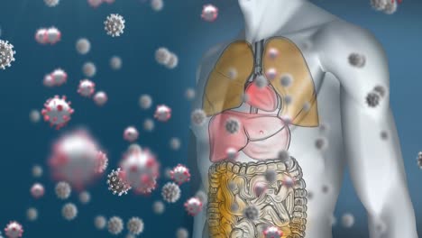 Animation-Fallender-Viruszellen-über-Dem-Menschlichen-Körpermodell