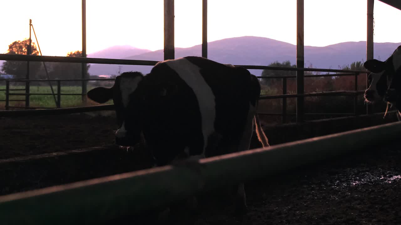 In Turkey, middle east countries, cow care milking forage eating, farm life cow milk