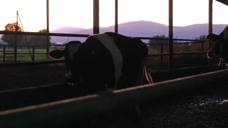 in turkey, middle east countries, cow care milking forage eating, farm life cow milk