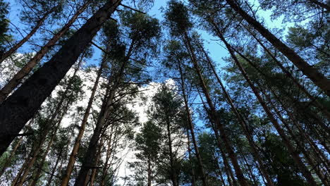 tiro estático de gran angular mirando hacia los árboles del bosque balanceándose en el viento en el día del cielo azul
