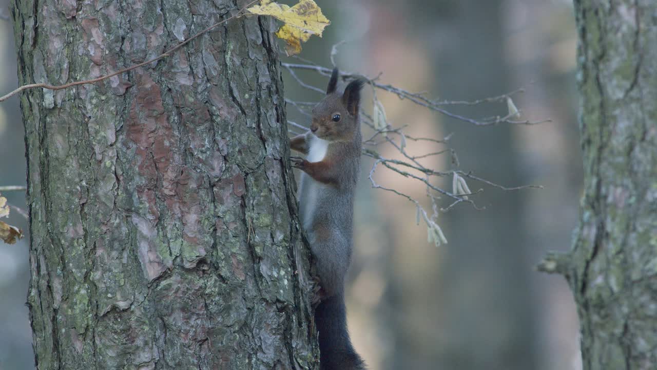 나뭇가지에 앉아 나무에 오르는 야생 다람쥐