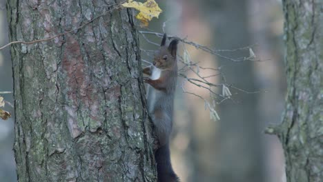 wild squirrel climbing in tree sitting on the branch