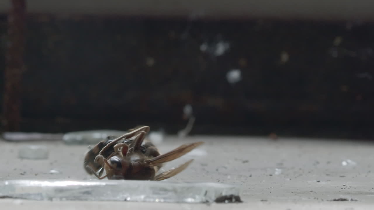 el escarabajo lucha con el avispón muerto en el suelo sucio, macro