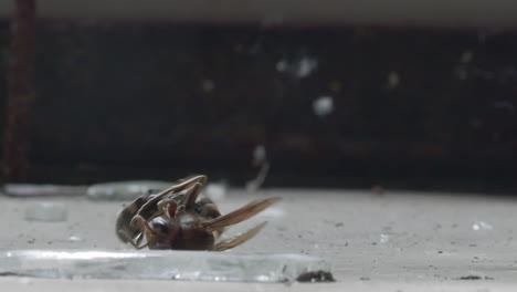 el escarabajo lucha con el avispón muerto en el suelo sucio, macro