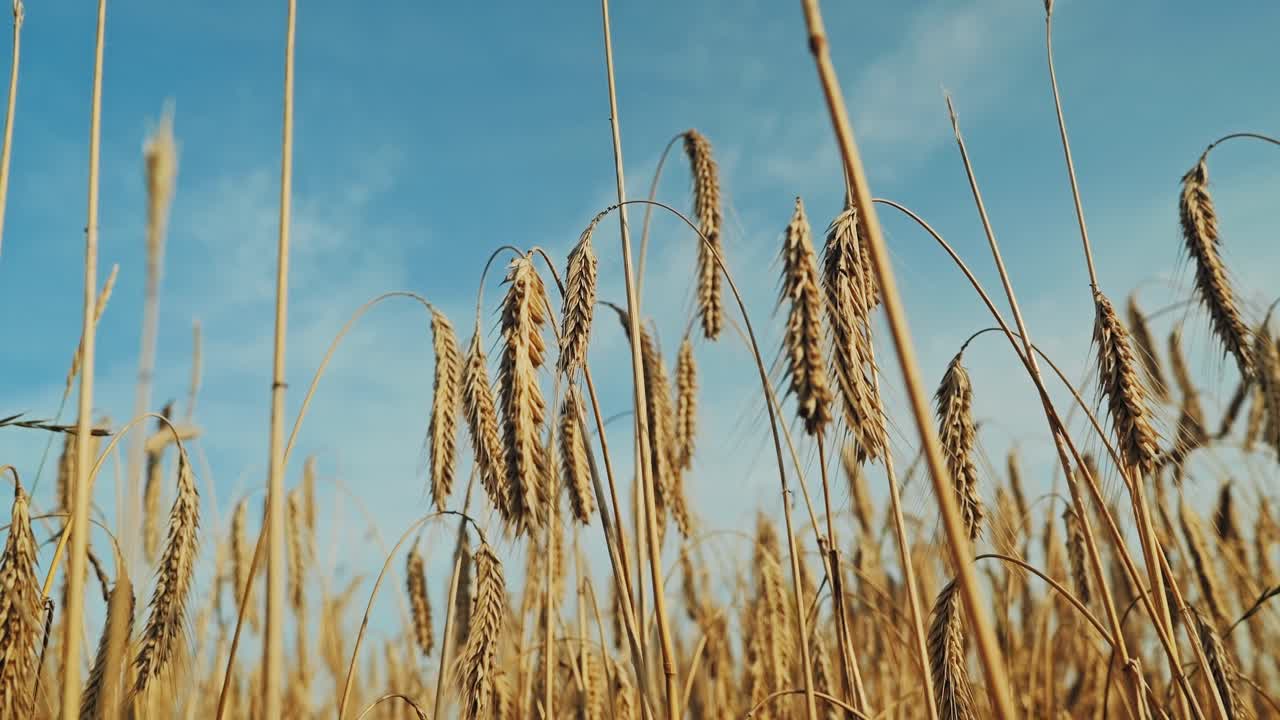 Golden grain ears move in warm summer wind slow motion countryside view