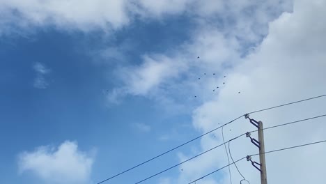 static low angle view of birds flying against blue sky with electric pole