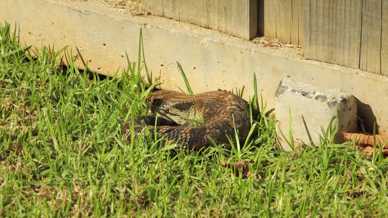 lagarto de lengua azul descansando acurrucado por una valla de piedra en el jardín