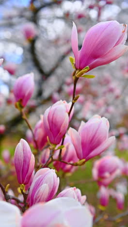 blooming magnolia tree at sunset light. blooming magnolia branches at sunset light. pink magnolia tree. magnolia tree background
