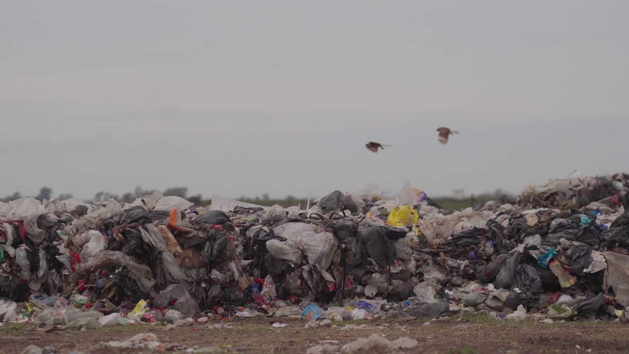 Chimango caracaras fly over waste in a waste processing facility