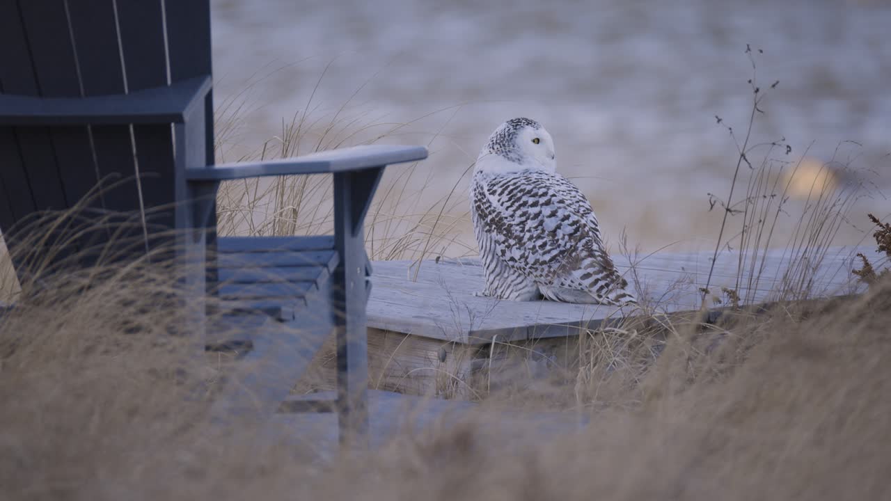 Snowy owl perched beside wooden chair in tall grass during winter in coastal setting in Scarborough Maine