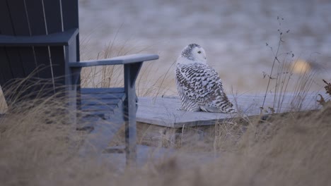 snowy owl perched beside wooden chair in tall grass during winter in coastal setting in scarborough maine