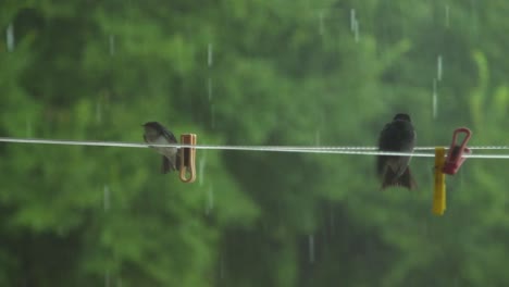 two birds on a wire fighting with the wind in a rainy forest