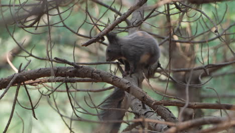 grey eurasian red squirrel grooming scratching fur on pine