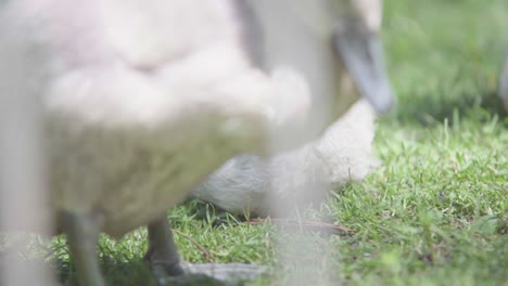 Cygnets-walking,-sitting-and-pruning-themselves-safe-behind-railings